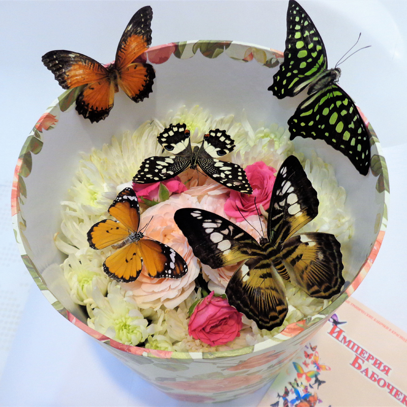 Живые бабочки с цветами купить купить светильник цветы в омске