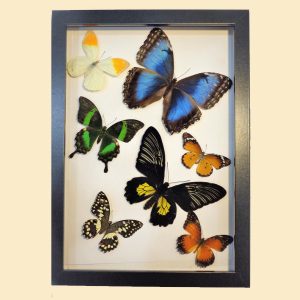Коллаж из 7 разных бабочек