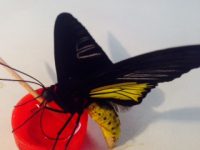 Как ухаживать за бабочками
